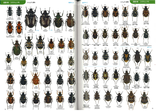 生物図鑑 昆虫図鑑 日本産コガネムシ上科標準図鑑 学研 専門書 - 自然 